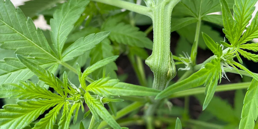 Yleiset super cropping -virheet ja miten vältät ne Yleiset super cropping -virheet ja miten vältät ne