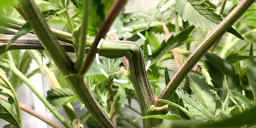 Kuinka tehdä kannabikselle super cropping How To Super Crop Cannabis