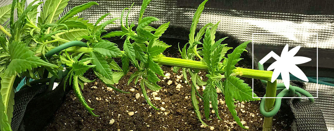 Kannabiksen supercropping: kaikki mitä sinun tulee tietää Kannabiksen supercropping: kaikki mitä sinun tulee tietää