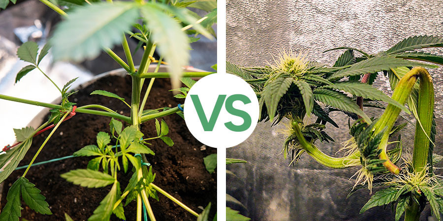 Mitä eroa on LST:llä ja super croppingilla? Mitä eroa on LST:llä ja super croppingilla?
