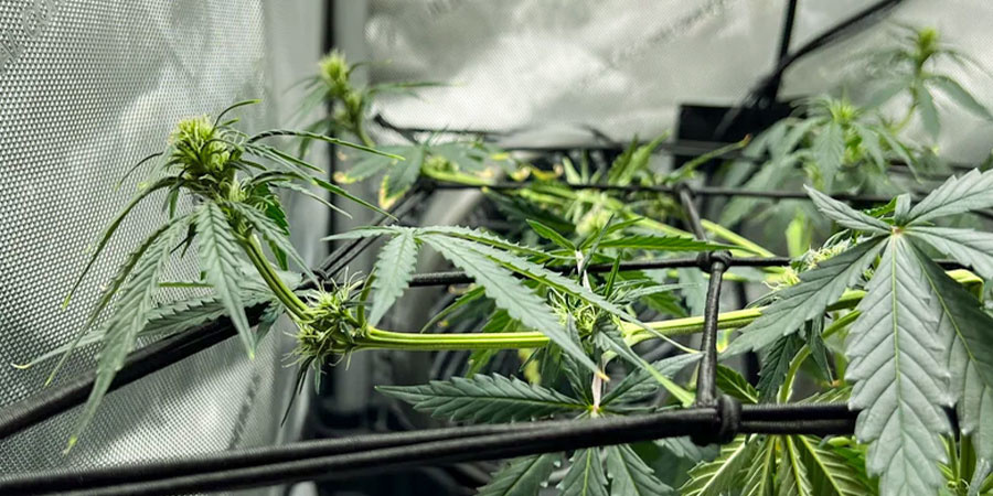 Milloin kannabis kannattaa super cropata Milloin kannabis kannattaa super cropata