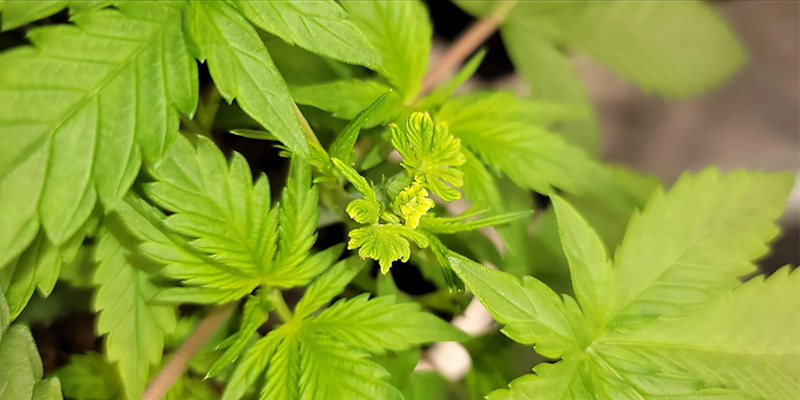 Onko fimmauksen paras leikkausmenetelmä kannabikselle? Onko fimmauksen paras leikkausmenetelmä kannabikselle?