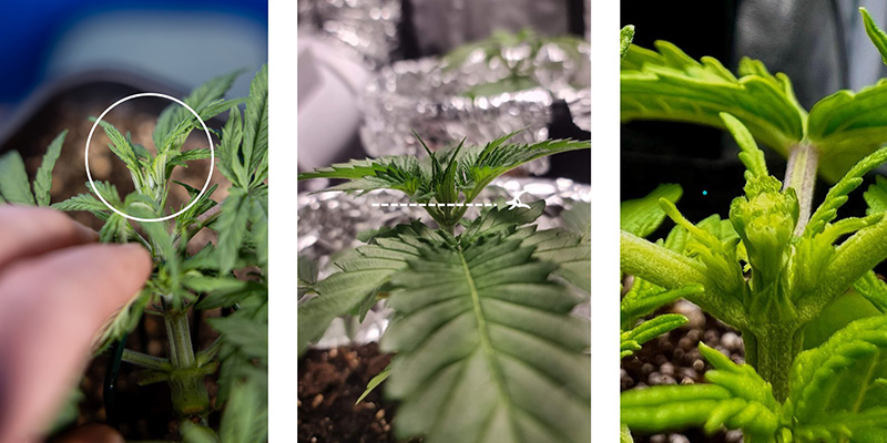 Vaihe vaiheelta: Näin teet FIM-leikkauksen kannabikselle Vaihe vaiheelta: Näin teet FIM-leikkauksen kannabikselle