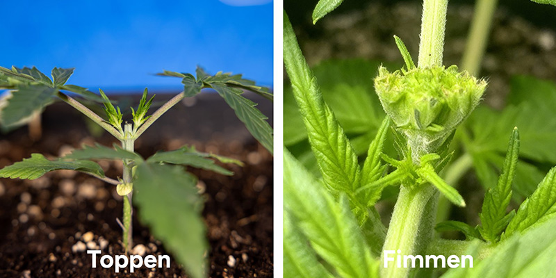 Toppaus vs. fimmaus