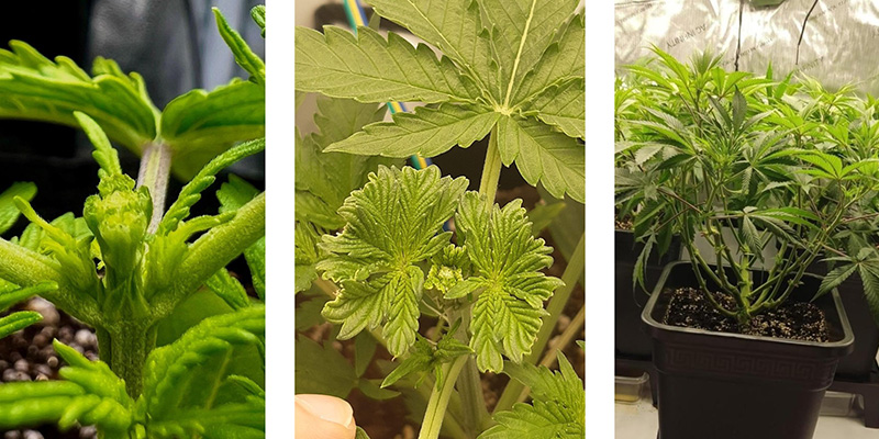 Miksi fimmata kannabista? Miksi fimmata kannabista?