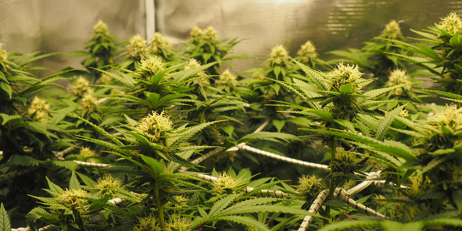 ScrOG-kasvatukseen sopivan kannabislajikkeen valinta ScrOG-kasvatukseen sopivan kannabislajikkeen valinta