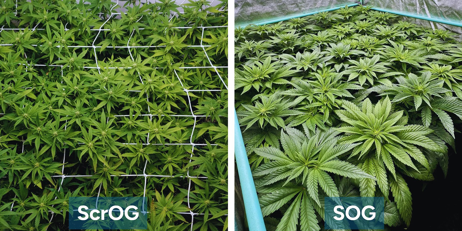 ScrOG vs SOG: Mitä eroa niillä on? ScrOG vs SOG: Mitä eroa niillä on?