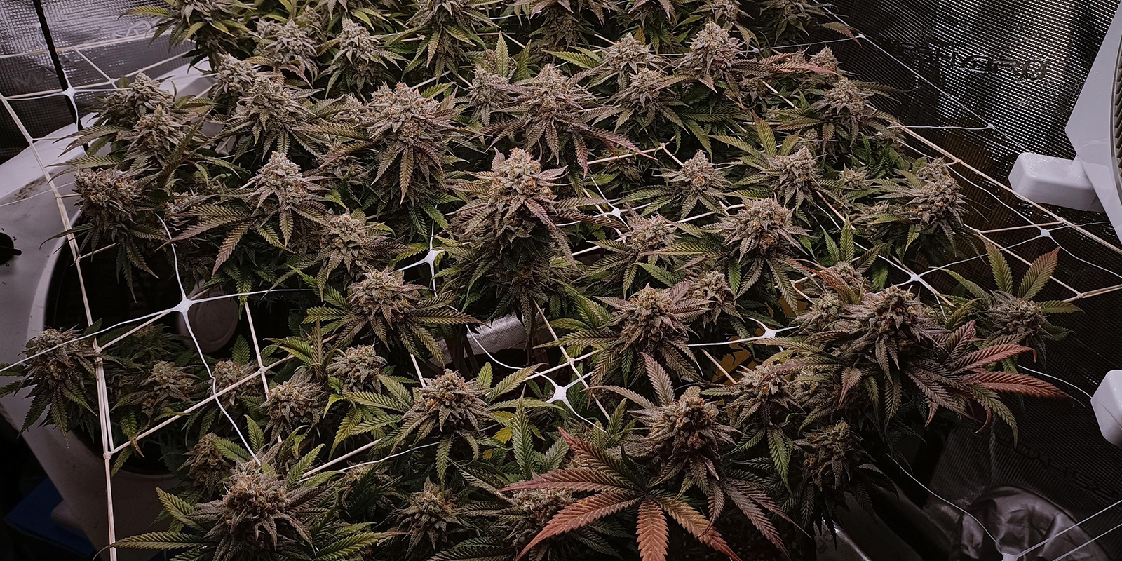 Mikä on ScrOG ja miksi sitä kannattaa käyttää? Mikä on ScrOG ja miksi sitä kannattaa käyttää?
