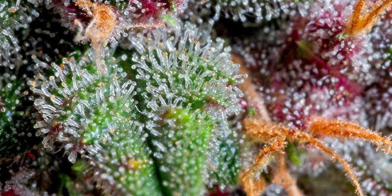 Trikoomien tyypit Types of trichomes