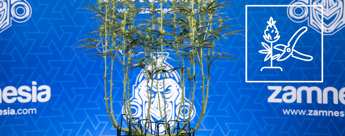 Miten kannabista lollipopoidaan Miten kannabista lollipopoidaan