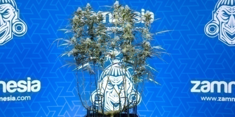 Lollipop like a pro and grow better with Zamnesia Lollipop like a pro and grow better with Zamnesia