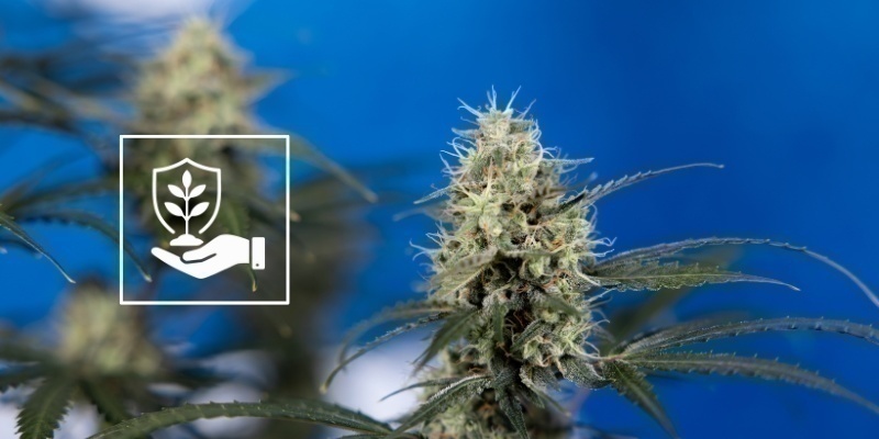 Kasvin hoito lollipoppauksen jälkeen Kasvin hoito lollipoppauksen jälkeen