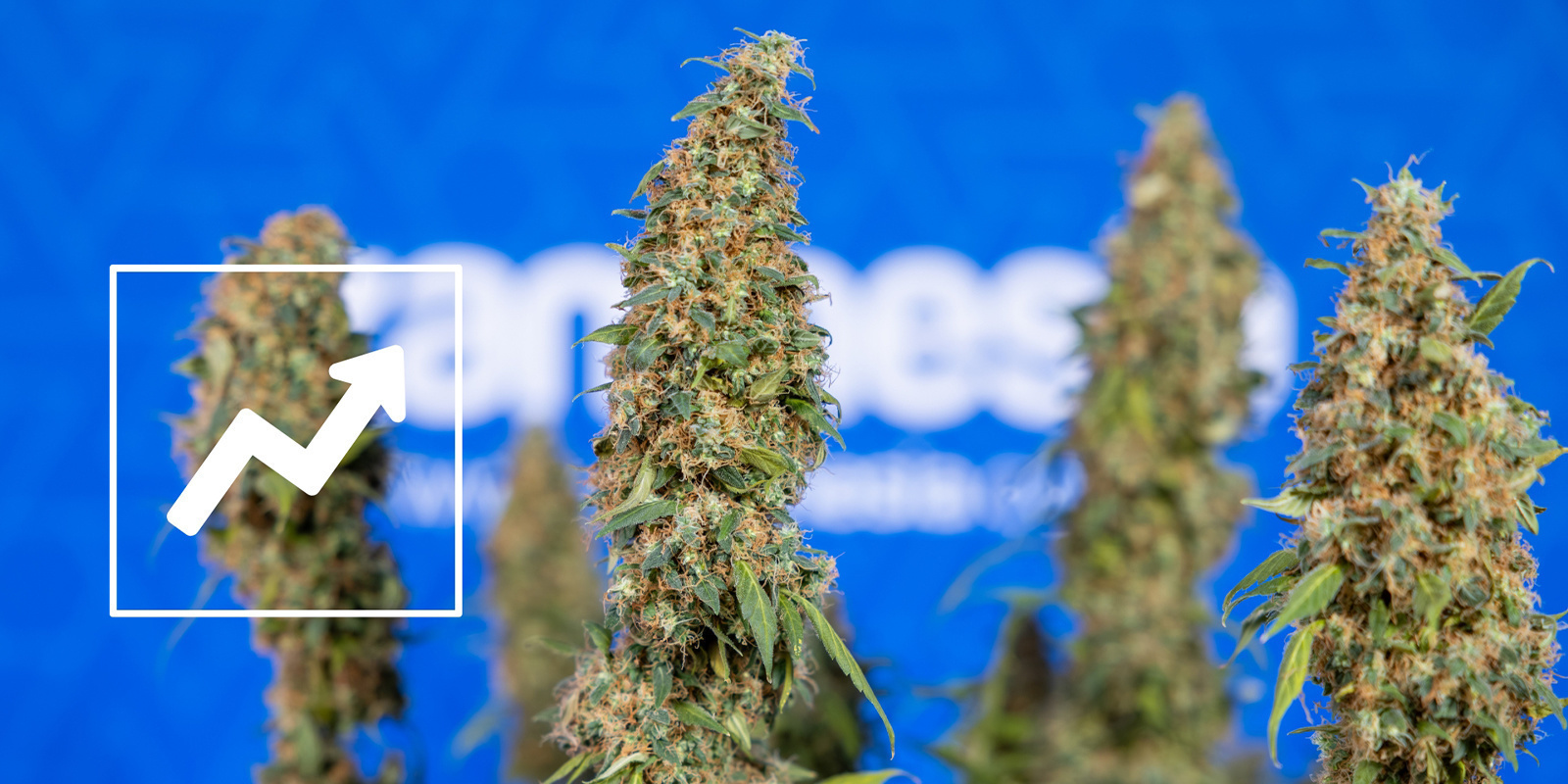 Kannabiksen lollipoppauksen hyödyt Kannabiksen lollipoppauksen hyödyt