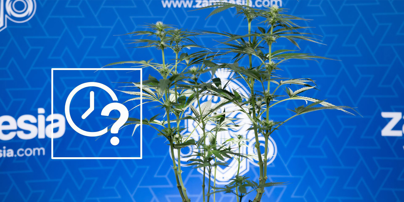 Milloin kannabis kannattaa lollipopoida When to lollipop cannabis