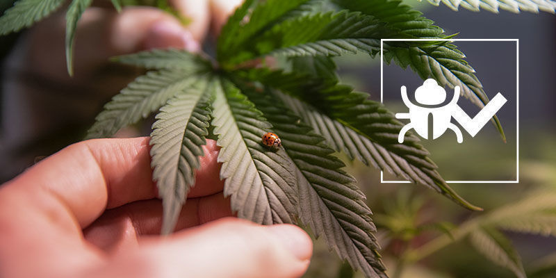 Hy&ouml;nteiset, jotka auttavat kasvattamaan kannabista paremmin