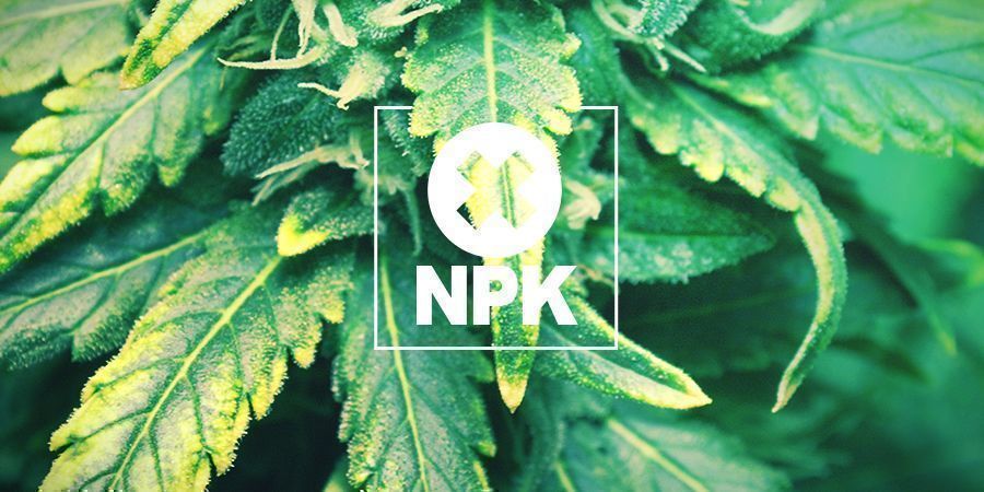Makro- ja mikroravinteiden puutokset Makro- ja mikroravinteiden puutokset