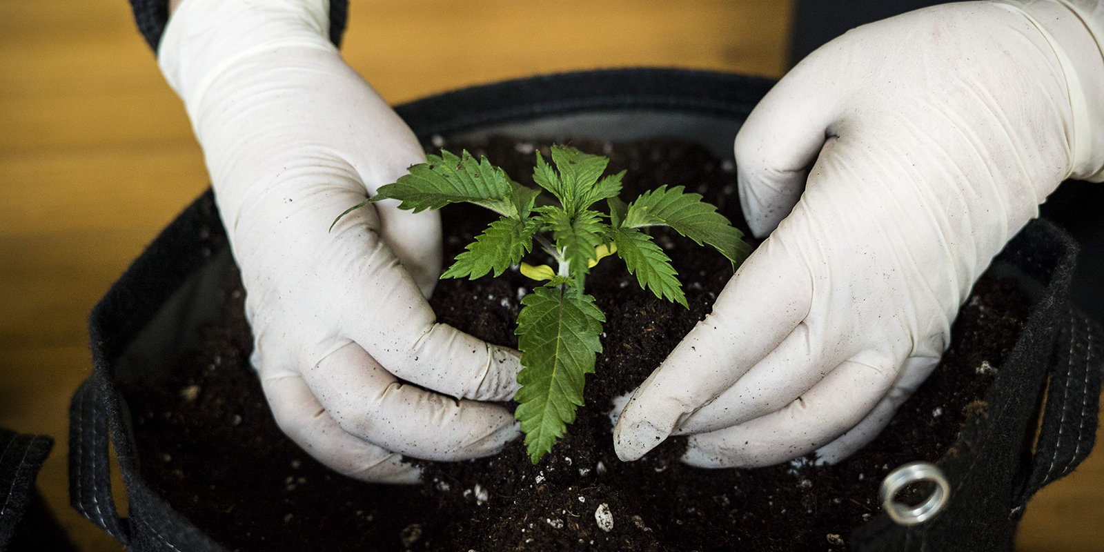 Kuinka kauan kannabiksen taimivaihe kestää? Kuinka kauan kannabiksen taimivaihe kestää?
