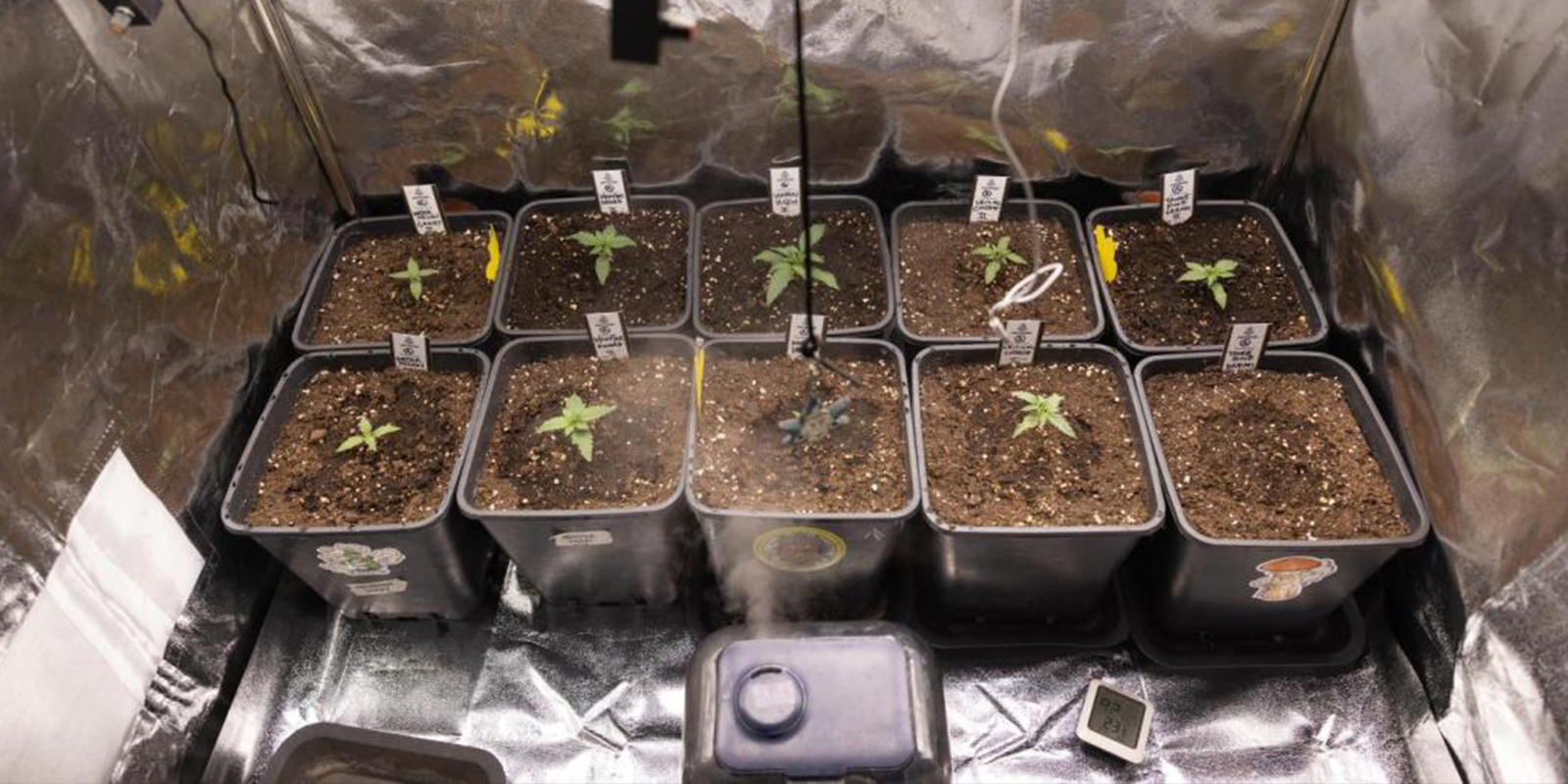 Humidity and temperature for cannabis seedlings Humidity and temperature for cannabis seedlings
