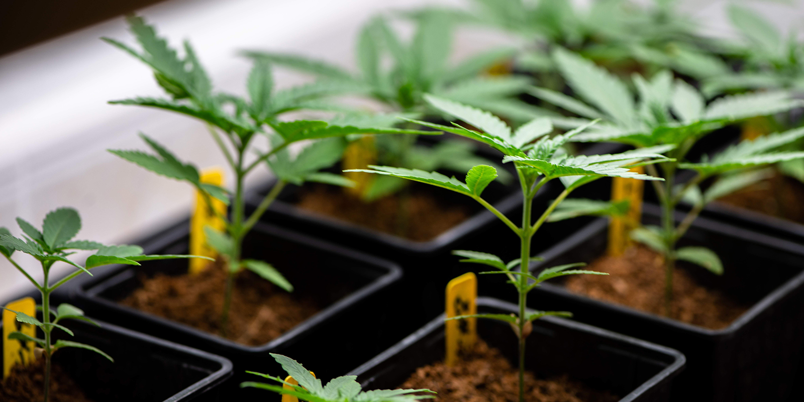 Tärkeimmät opit terveiden kannabiksen taimien kasvatukseen Tärkeimmät opit terveiden kannabiksen taimien kasvatukseen