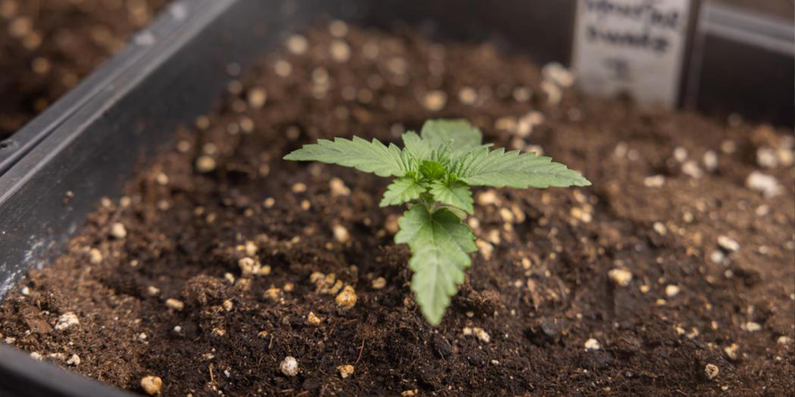 Ravinteet kannabiksen taimille Ravinteet kannabiksen taimille