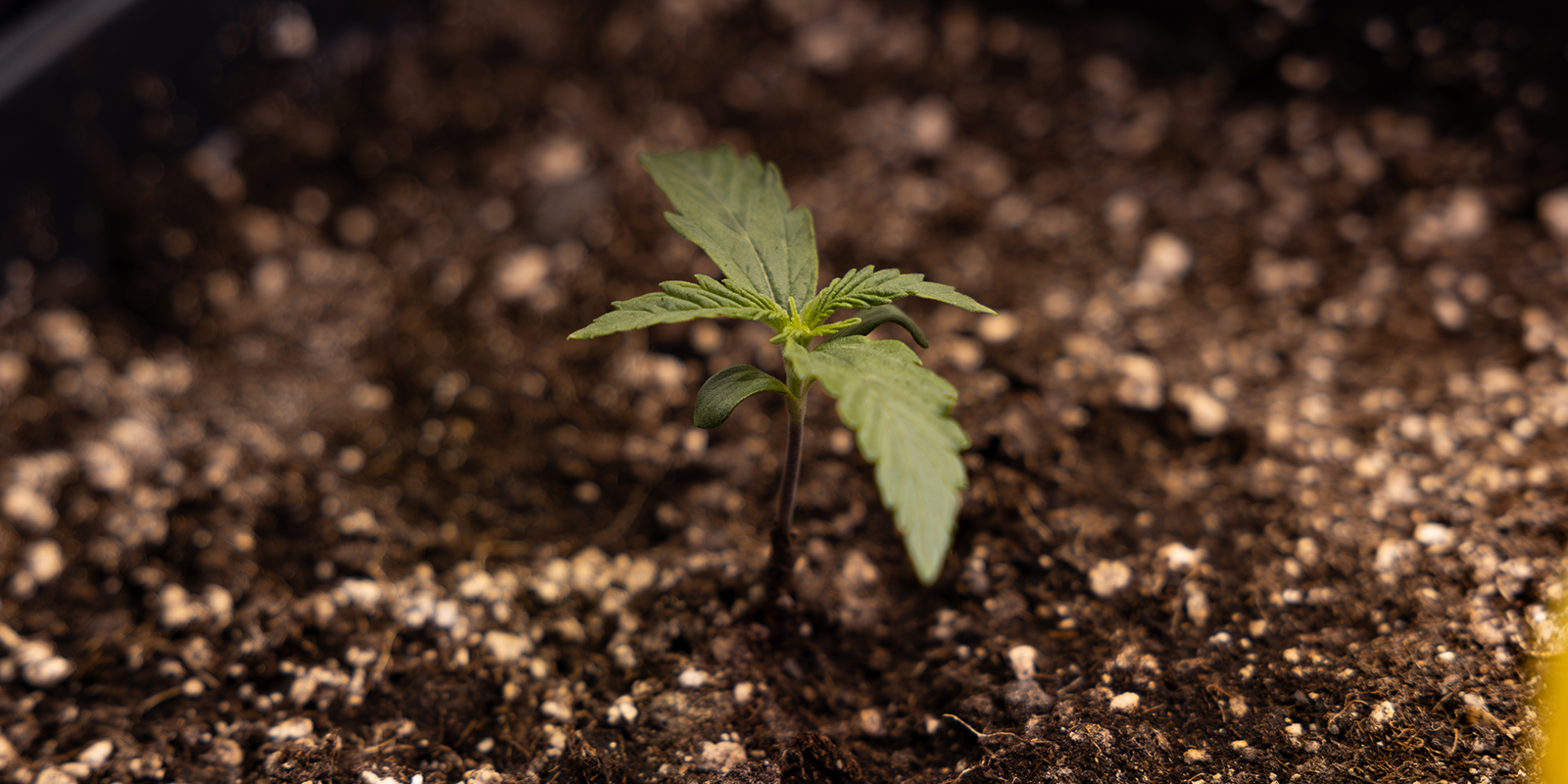 Mikä on kannabiksen taimi? Mikä on kannabiksen taimi?