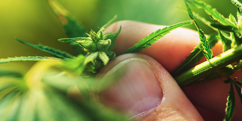 Kannabiskasvien sukupuolen tunnistaminen kasvuvaiheessa Kannabiskasvien sukupuolen tunnistaminen kasvuvaiheessa