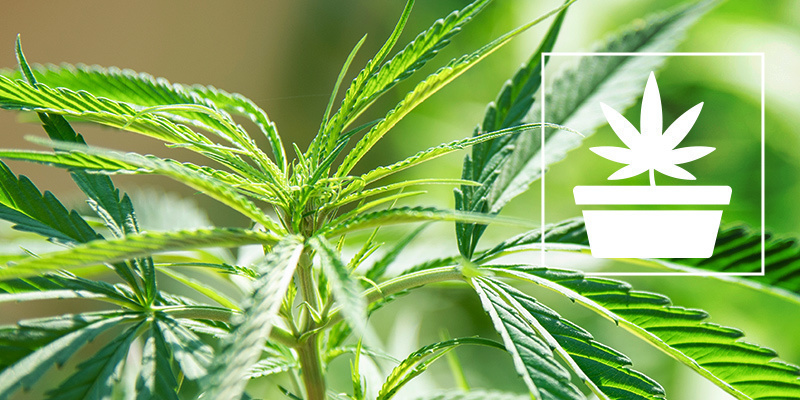 Kannabiksen kasvuvaihe Kannabiksen kasvuvaihe