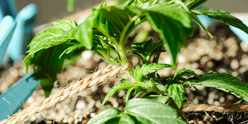Kannabiksen kouluttaminen vegetatiivisessa vaiheessa Training Cannabis During The Vegetative Phase
