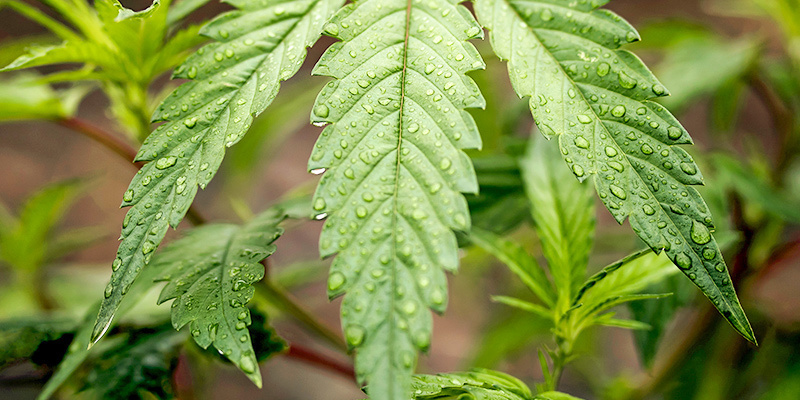 Kannabiksen kastelu kasvuvaiheessa Kannabiksen kastelu kasvuvaiheessa