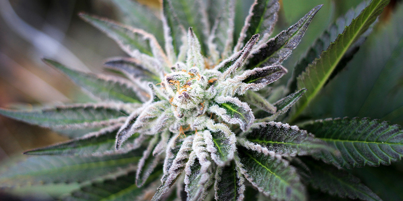 Kuinka kauan kannabiksen kukintavaihe kestää? Kuinka kauan kannabiksen kukintavaihe kestää?