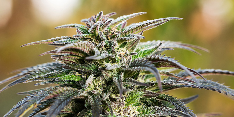 Hallitse kannabiksen kukintavaihe Hallitse kannabiksen kukintavaihe