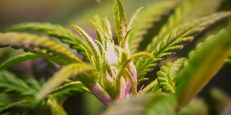 Esikukinta Pre-Flowering