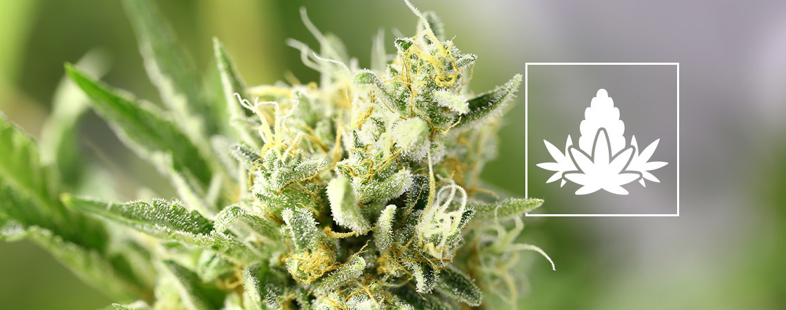 Kannabiksen kasvatuksen kukintavaihe Kannabiksen kasvatuksen kukintavaihe