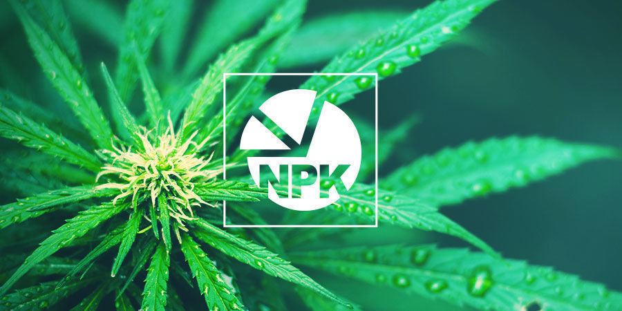 NPK: Mikä on paras suhde kannabiksen kasvatukseen NPK: What Is The Best Ratio For Growing Cannabis