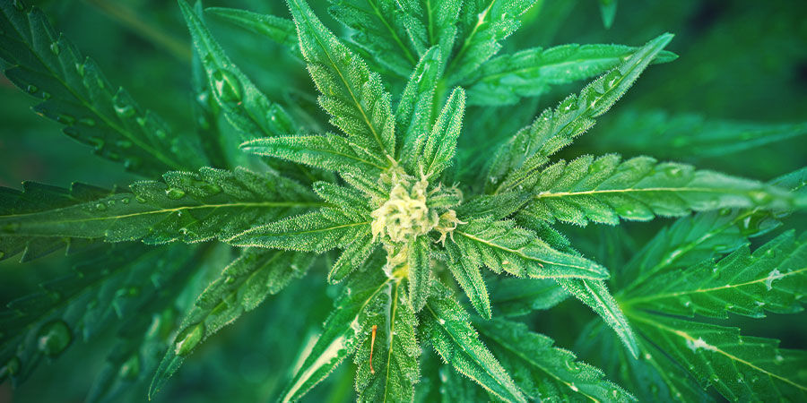 Kuinka käyttää NPK-lannoitetta kannabiksen kasvatuksessa Kuinka käyttää NPK-lannoitetta kannabiksen kasvatuksessa