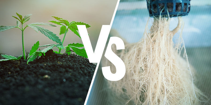 Mullan ja hydroviljelyn vertailu NPK: multa vs hydroviljely