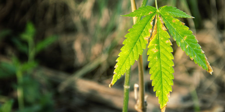 Kannabiksen NPK-suhteeseen liittyvien ongelmien tunnistaminen Kannabiksen NPK-suhteeseen liittyvien ongelmien tunnistaminen