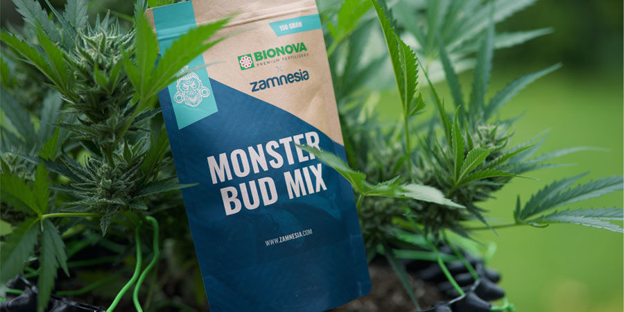 Mitä ravinteita Autoflower-kannabiskasvit tarvitsevat? Mitä ravinteita Autoflower-kannabiskasvit tarvitsevat?