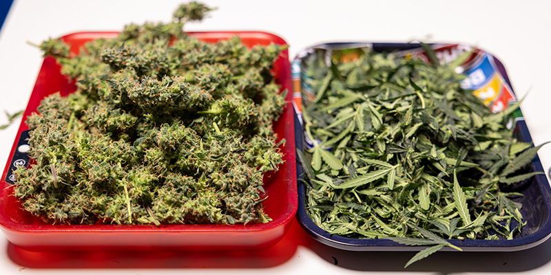 Voiko kannabiksen viuhkalehtiä ja trimmiä hyödyntää? Voiko kannabiksen viuhkalehtiä ja trimmiä hyödyntää?