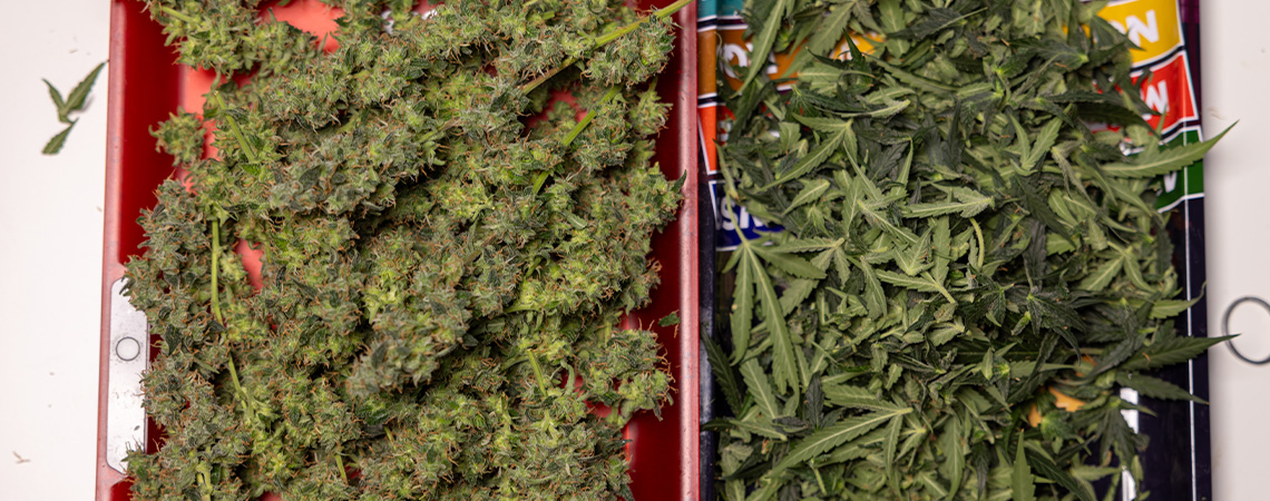 Mitä tehdä yli jääneille kannabiksen viuhkalehdille ja trimmille Mitä tehdä yli jääneille kannabiksen viuhkalehdille ja trimmille