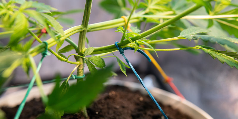 Harkitse LST:tä tai ScrOG:ia Harkitse LST:tä tai ScrOG:ia