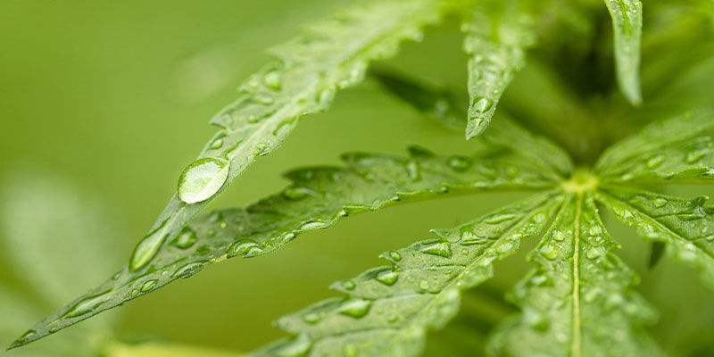 Suihkutetaanko neemöljyä multaan vai lehdille? Do You Spray Neem Oil On Soil Or Leaves?