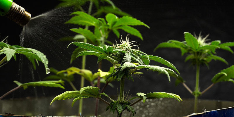Kuinka käyttää neem-öljyä sisätiloissa kasvatettaville kannabiskasveille Kuinka käyttää neem-öljyä sisätiloissa kasvatettaville kannabiskasveille