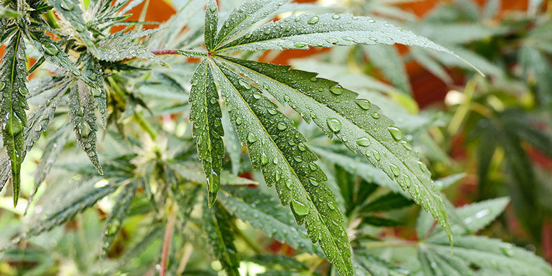 Kuinka käyttää neemöljyä ulkona kasvatettaville kannabiskasveille Kuinka käyttää neemöljyä ulkona kasvatettaville kannabiskasveille