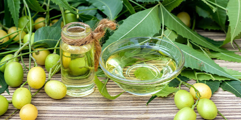 Is Neem Oil Safe For Cannabis Plants? Is Neem Oil Safe For Cannabis Plants?