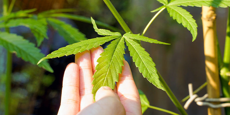 Vinkkejä neemöljyn käyttöön kannabiskasveilla Vinkkejä neemöljyn käyttöön kannabiskasveilla