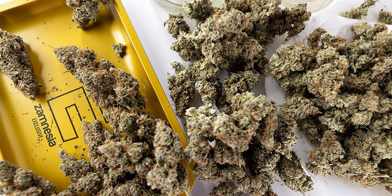 Älä anna hyvän kannabiksen pilaantua Älä anna hyvän kannabiksen pilaantua