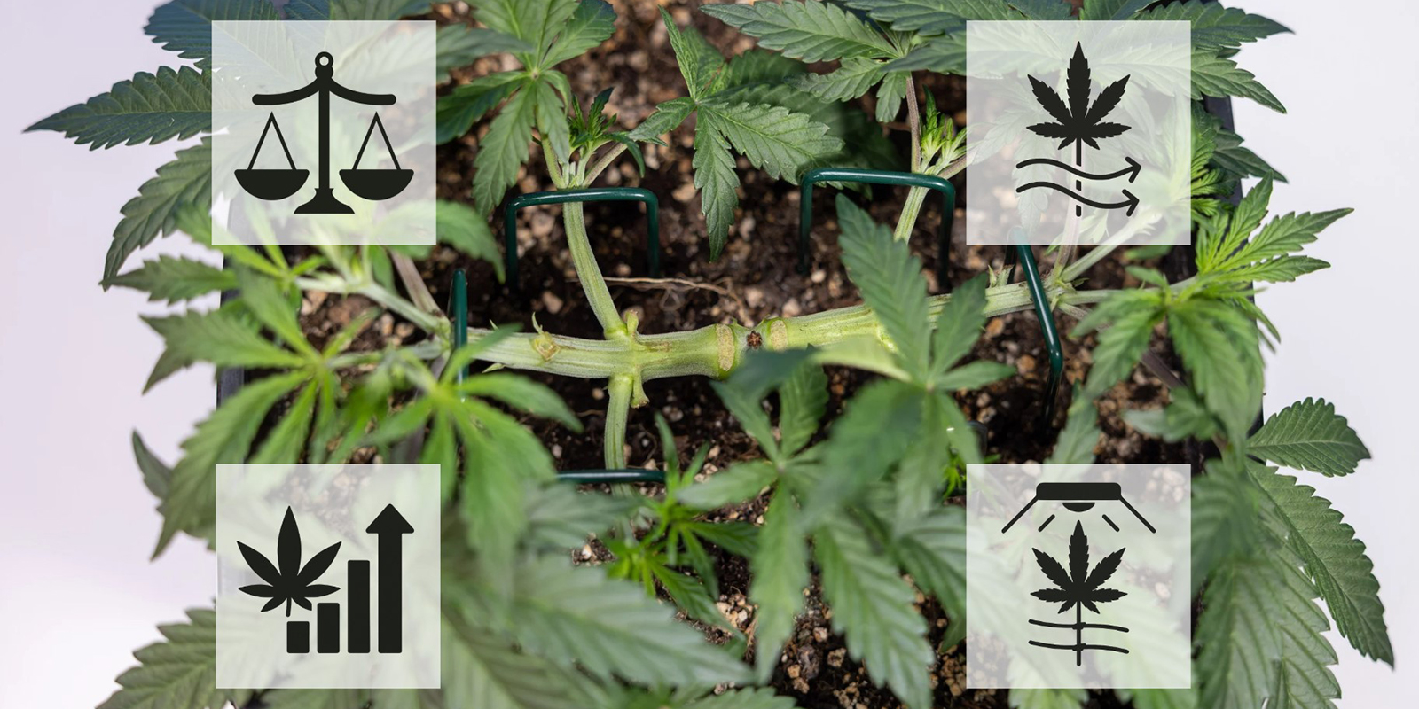 Kannabiksen mainlining-tekniikan hyödyt Kannabiksen mainlining-tekniikan hyödyt