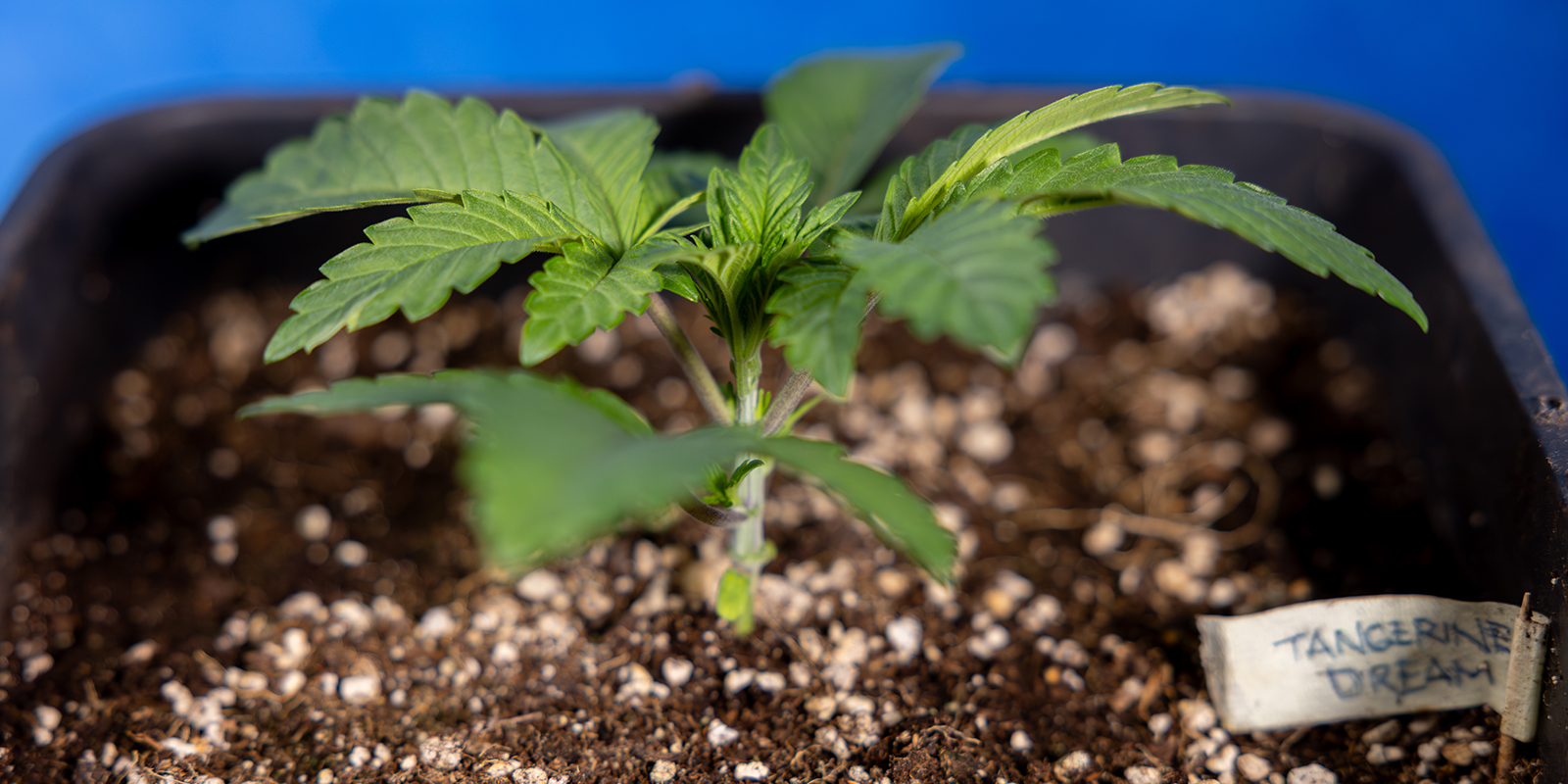 Milloin kannabiksen mainlining kannattaa aloittaa Milloin kannabiksen mainlining kannattaa aloittaa