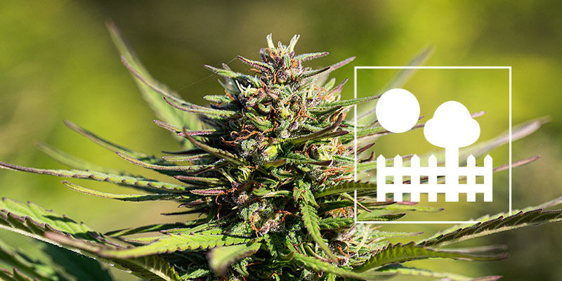 Kannabiksen kasvattaminen puutarhassa tai takapihalla Kannabiksen kasvattaminen puutarhassa tai takapihalla